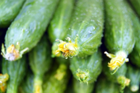 cucumber の写真素材