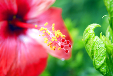 Closeup of anterの写真素材