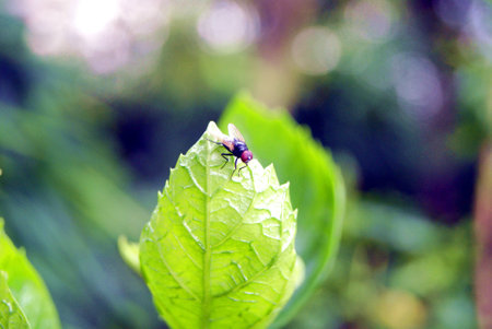 Closeup of insect on the leaves