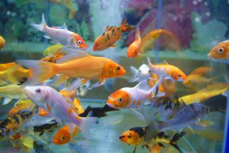 Aquarium fishの写真素材