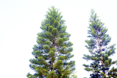 Pineの写真素材