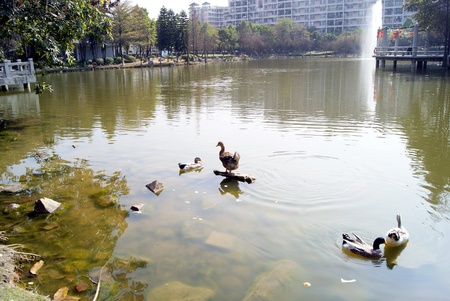 Ducks in the waterのeditorial素材