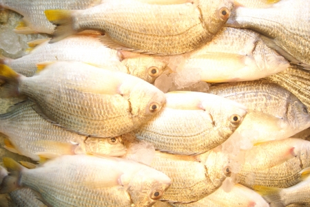 Fishの写真素材