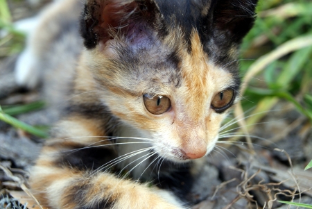 A lovely catの写真素材