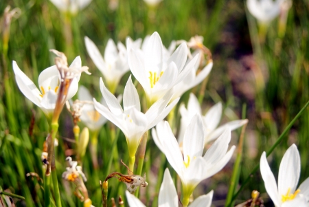 White flowersの写真素材