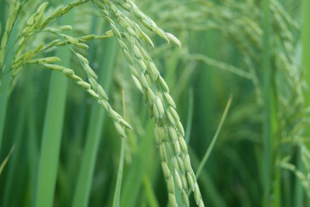 Rice and rice fieldsの写真素材