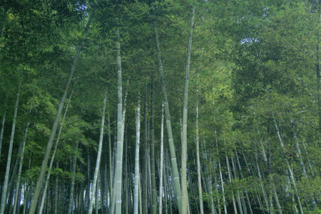 Closeup of bamboo forest