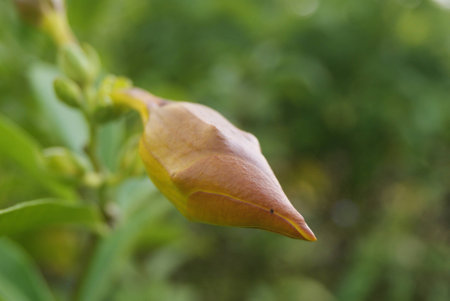 Closeup of flower bud