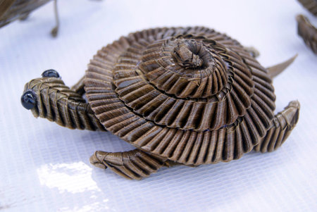 Closeup of a tortoiseの写真素材