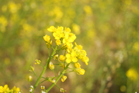 Yellow vegetables flowersの写真素材