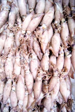 Squidの写真素材