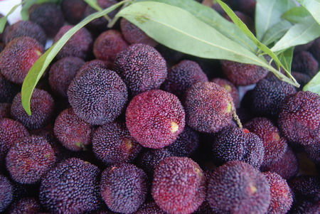 red bayberryの写真素材