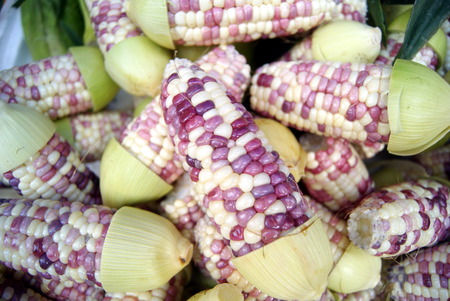Fresh corn in saleの写真素材