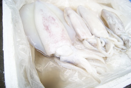 Squidの写真素材