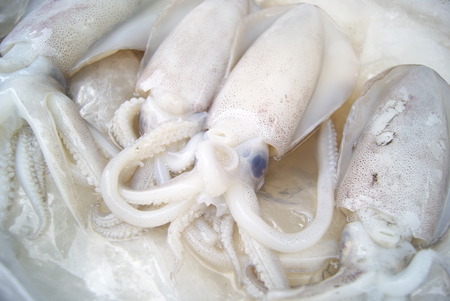 Squid