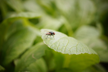A fly in the leaves of vegetables