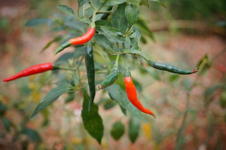 Pepper and pepper treeの写真素材