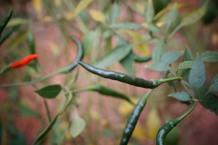 Pepper and pepper treeの写真素材