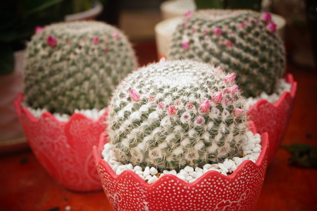 Cactus bonsaiの写真素材