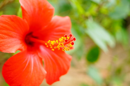 Flowersの写真素材