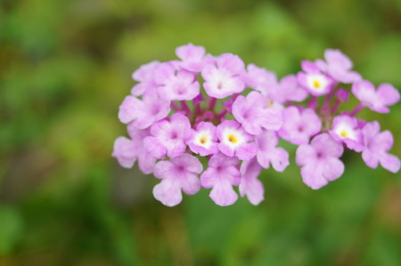 flowersの写真素材