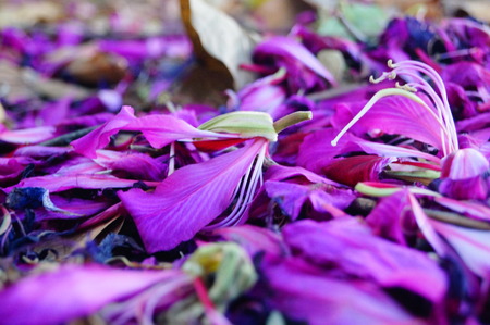 The petals fall on the groundの写真素材