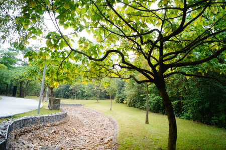 Trees and ditch in the green park