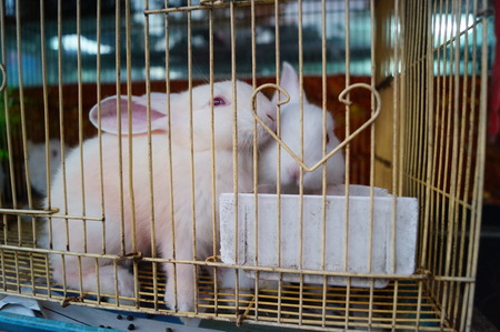 Rabbit in the cageの写真素材