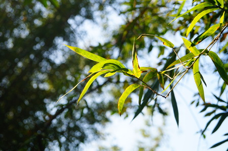 Landscape of bamboo in the parkの写真素材