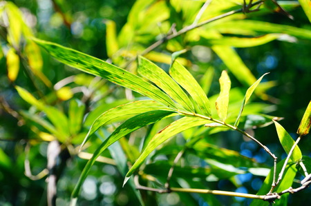 close up of bamboo in the parkの写真素材