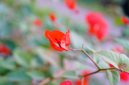 bougainvillea