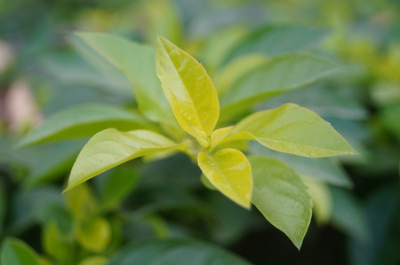 green leaves of plantの写真素材