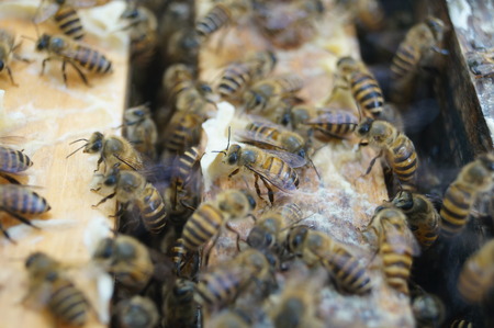 Bees