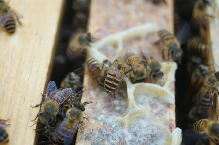 Beesの写真素材