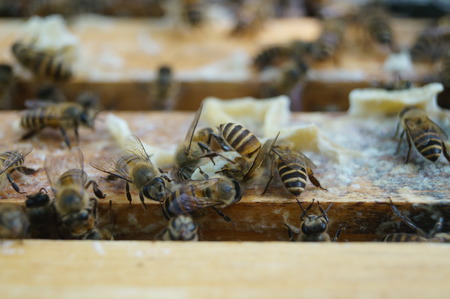 Beesの写真素材