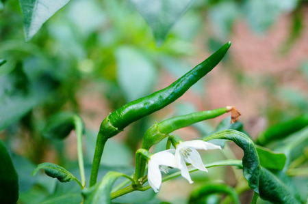 Green pepper in a agriculture fieldの写真素材