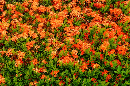 Flowers and green leaves landscapeの写真素材