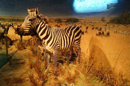 Wild animal specimenのeditorial素材