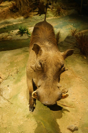 Wild animal specimenのeditorial素材