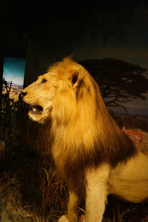 Wild animal specimen of a lionのeditorial素材