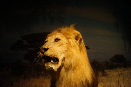 Wild animal specimen of a lionのeditorial素材