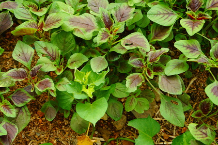 Amaranthの写真素材