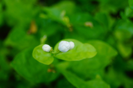 Closeup of budの写真素材