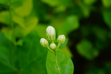 Closeup of bud