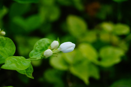 Closeup of budの写真素材