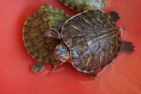 Tortoiseの写真素材