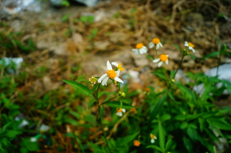 Small wild flowers