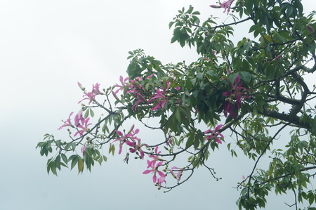 Trees under the skyの写真素材