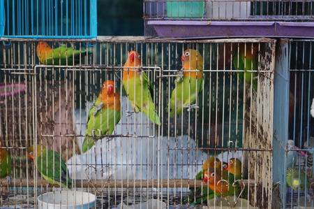 The parrot was kept in a cage.