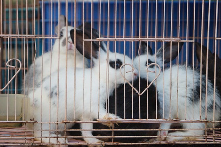 Rabbit in a cage.の写真素材
